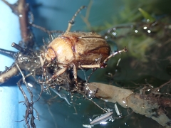 Rhizotrogus aestivus