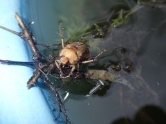 Rhizotrogus aestivus