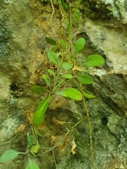 Petrocoptis glaucifolia