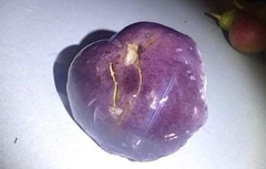 Tylopilus williamsii