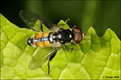 Tooth-thighed Hoverfly (Tropidia scita) · iNaturalist