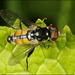Tooth-thighed Hoverfly - Photo (c) Frans, some rights reserved (CC BY-NC-ND)