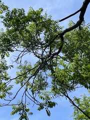 Ailanthus