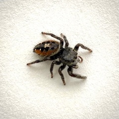 Phidippus insignarius