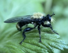 Laphria divisor