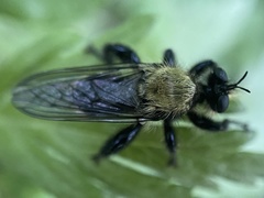 Laphria divisor