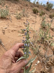Penstemon angustifolius venosus