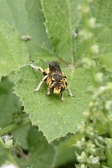 Anthidium florentinum