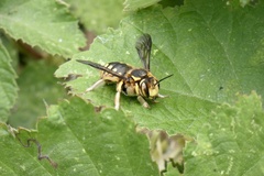 Anthidium florentinum