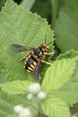 Anthidium florentinum