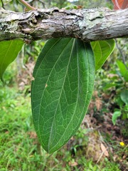 Cavendishia pubescens