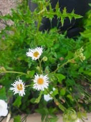 Erigeron annuus