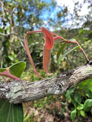 Cavendishia pubescens