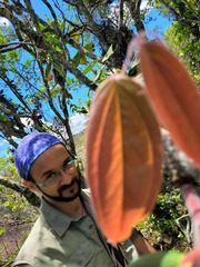 Cavendishia pubescens