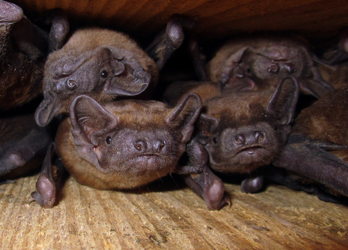 Common Noctule, Середино-Будский район, Сумская область, Украина, photo 8 of 10