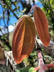 Cavendishia pubescens