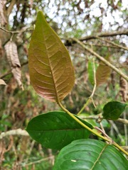 Vismia baccifera