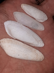 Cyrtopleura lanceolata