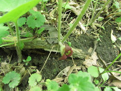 Asarum canadense reflexum