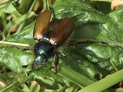 Phyllopertha