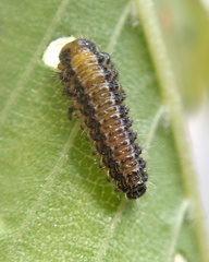 Xanthogaleruca luteola
