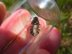 Stratiomys singularior