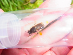 Stratiomys singularior