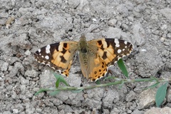 Vanessa cardui