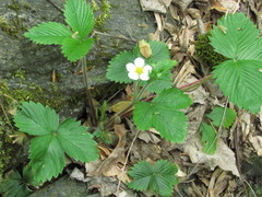 Fragaria vesca vesca