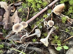 Hydropus praedecurrens