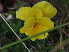 Viola × wittrockiana