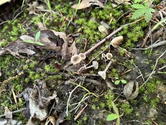 Hydropus praedecurrens