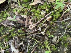 Hydropus praedecurrens