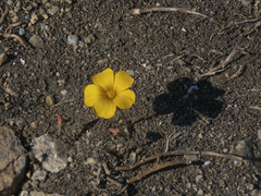 Oxalis perdicaria