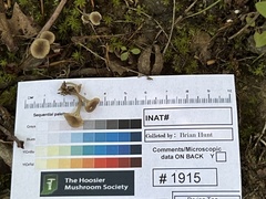 Hydropus praedecurrens