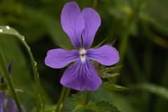 Viola cornuta