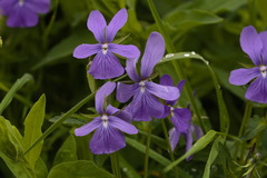 Viola cornuta