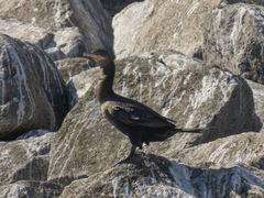 Nannopterum brasilianum