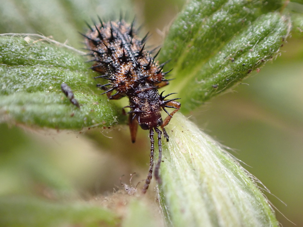 Dicladispa occator