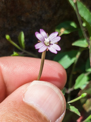 Epilobium lanceolatum