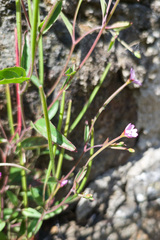 Epilobium lanceolatum