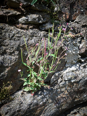 Epilobium lanceolatum