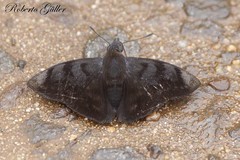 Pellicia ranta rancida