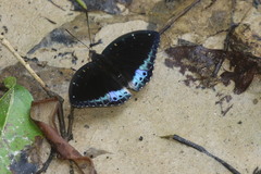 Lexias dirtea