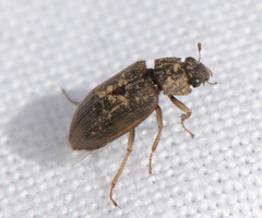Helophorus