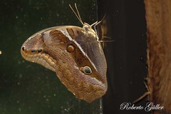 Eryphanis reevesii pusillus