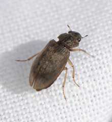Helophorus