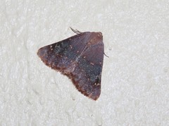 Drepanogynis oinophora