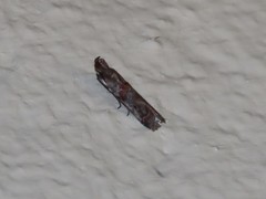 Hypargyria metalliferella