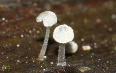 Mycena minya